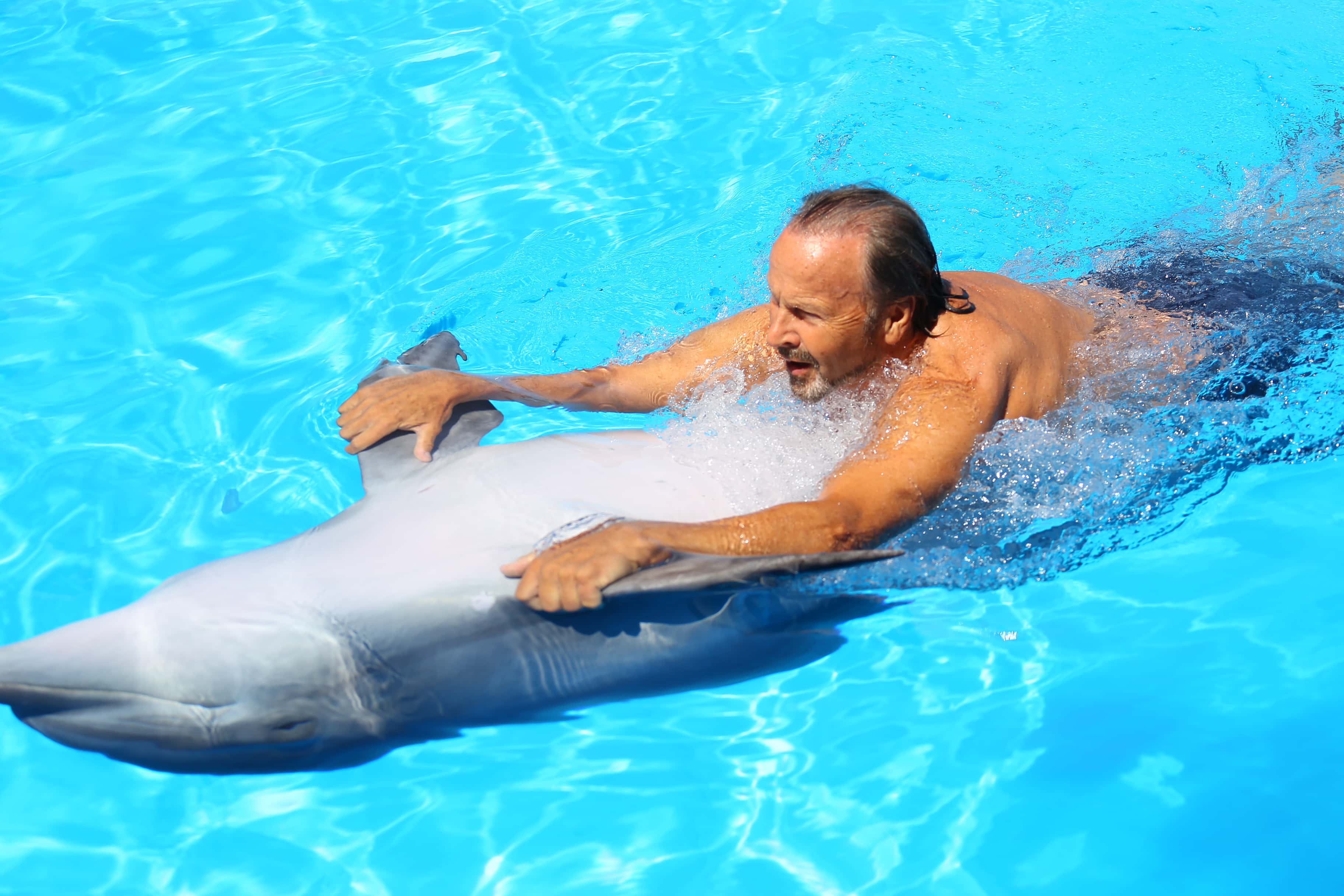 Swimming with dolphins, Odessa