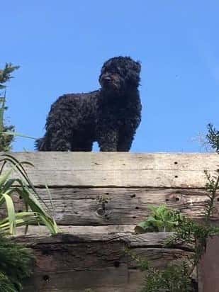 My mighty Bouvier – Zulu